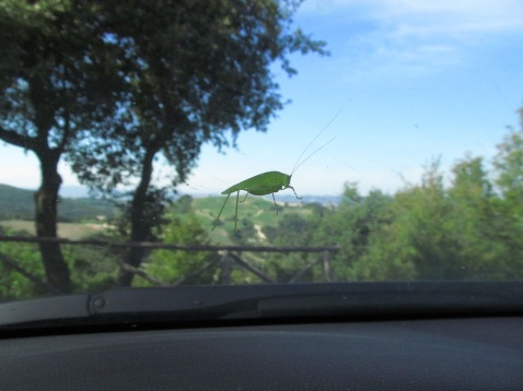 A grasshopper on the windshield