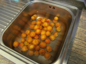 0-mile apricots --picked this morning